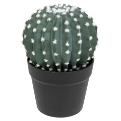 Cactus rond "Exotic Panama"