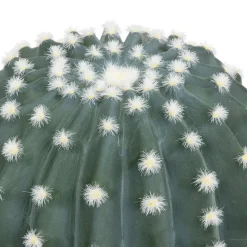 Cactus rond "Exotic Panama"