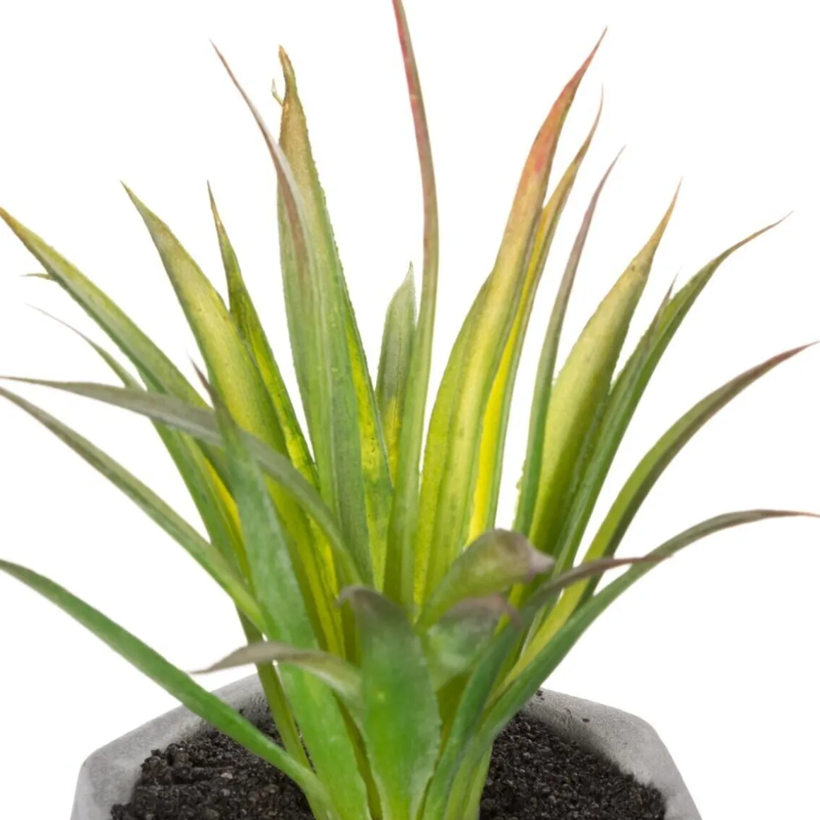 Plante grasse artificielle